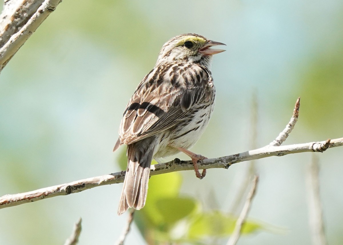 Savannah Sparrow - ML621058707