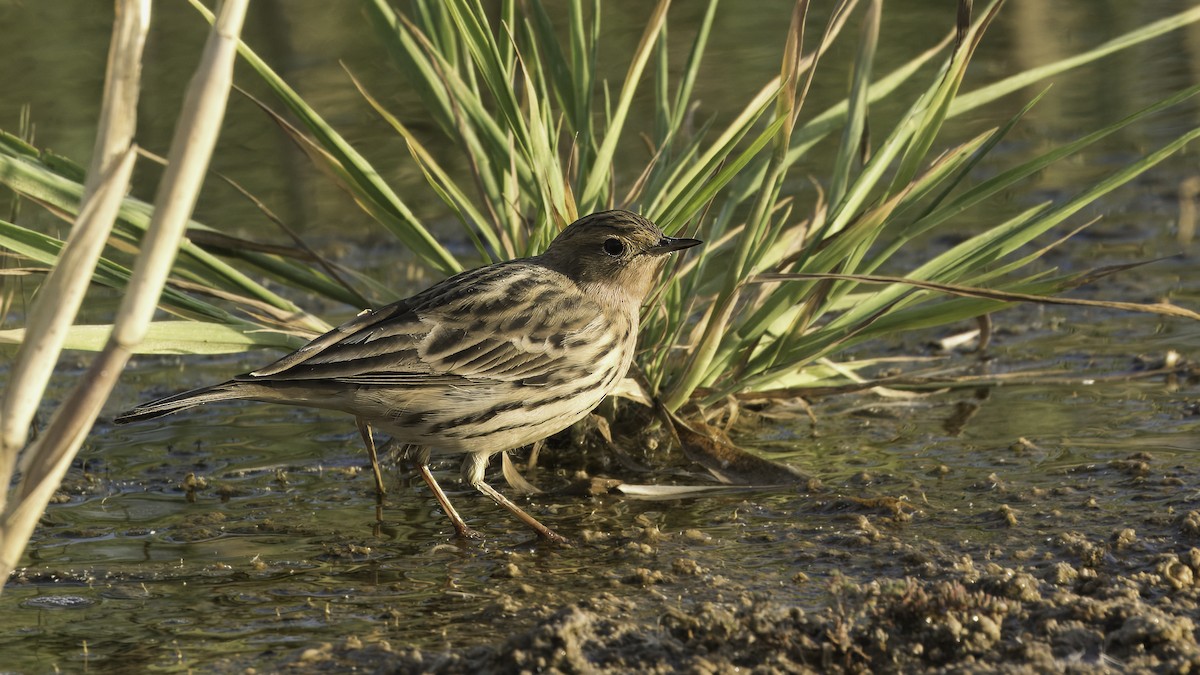 Red-throated Pipit - ML621058726