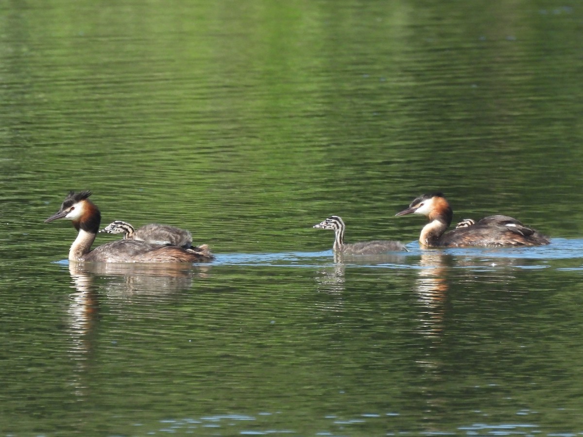 Great Crested Grebe - ML621058748