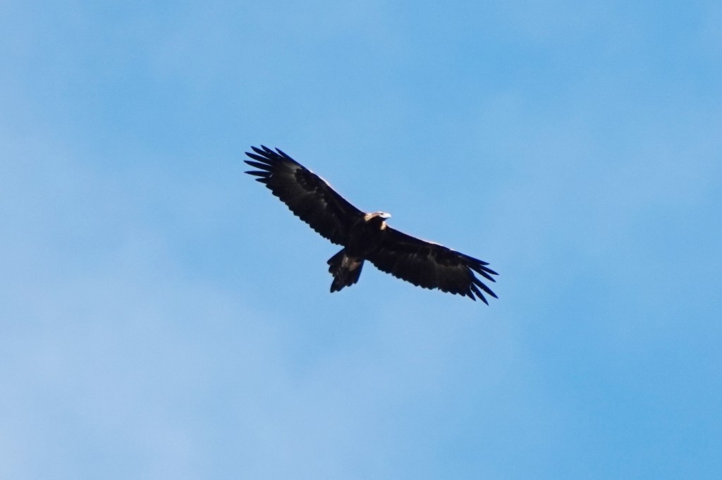 Wedge-tailed Eagle - ML621058799