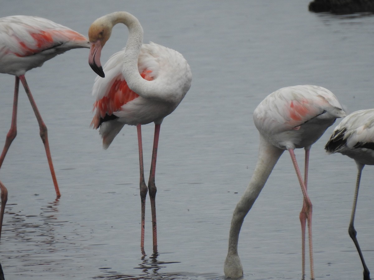 Greater Flamingo - ML621058811