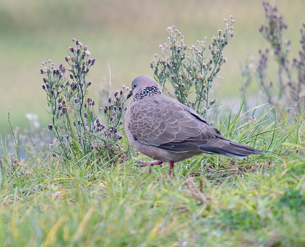 Spotted Dove - ML621058839