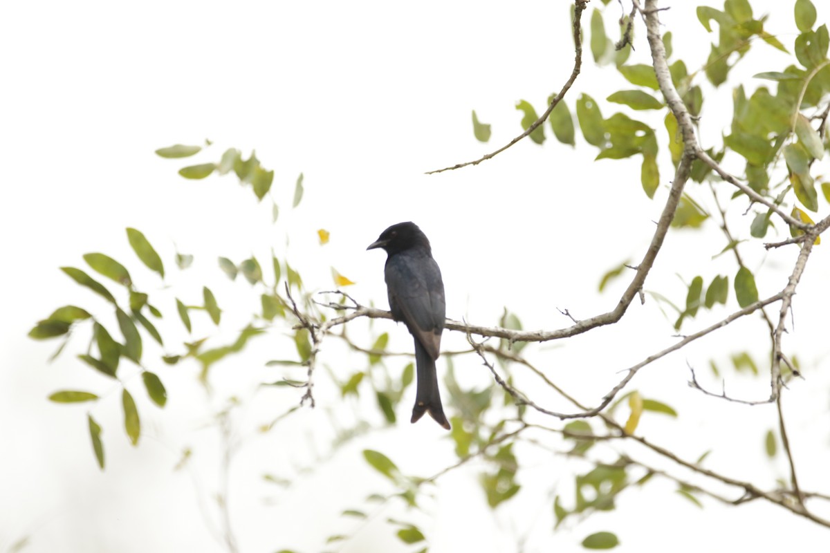 Fork-tailed Drongo - ML621058874