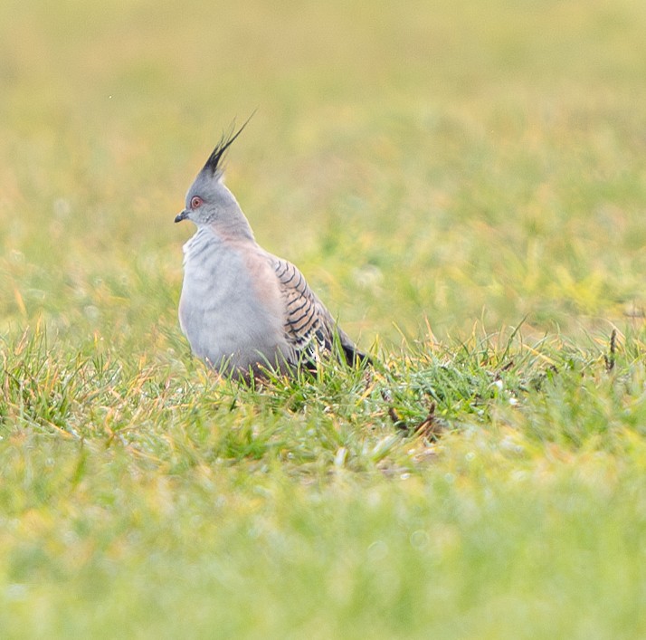 Crested Pigeon - ML621058884