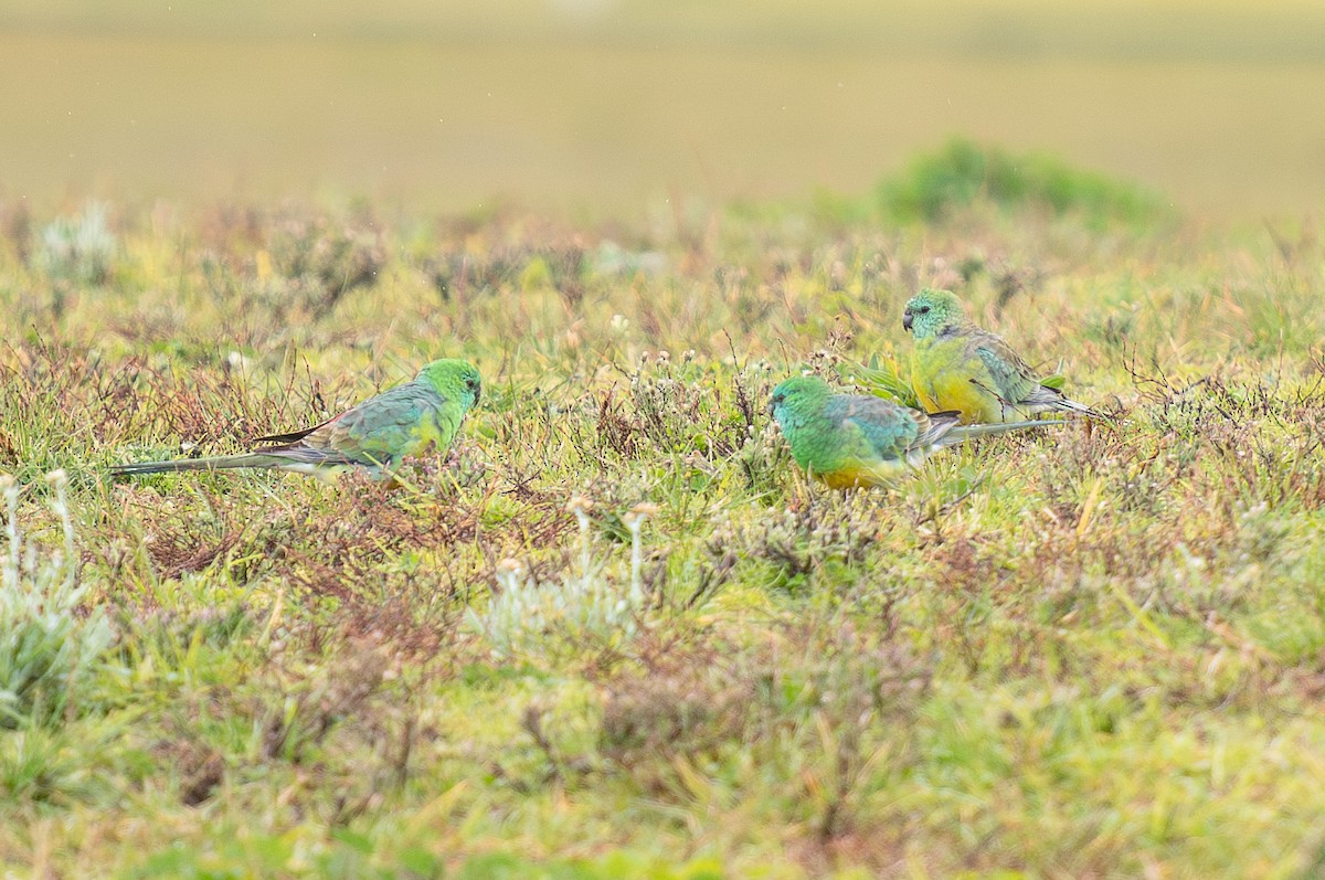 Red-rumped Parrot - ML621058896