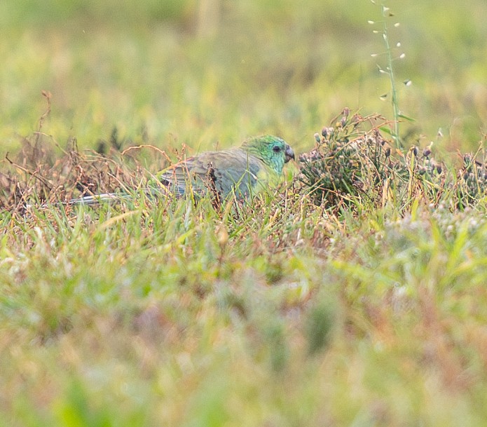 Red-rumped Parrot - ML621058901