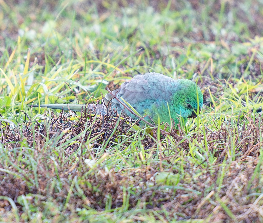 Red-rumped Parrot - ML621058902
