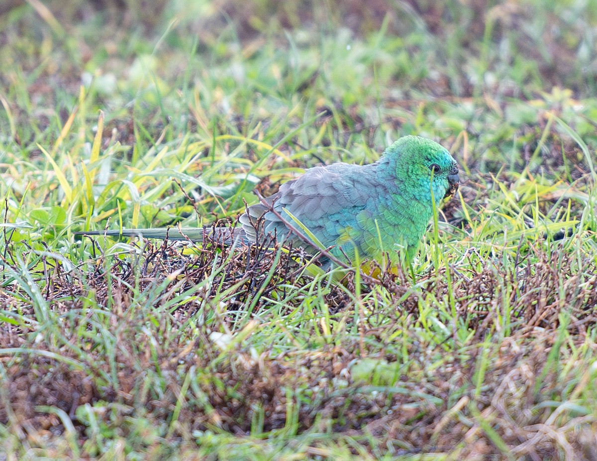 Red-rumped Parrot - ML621058903