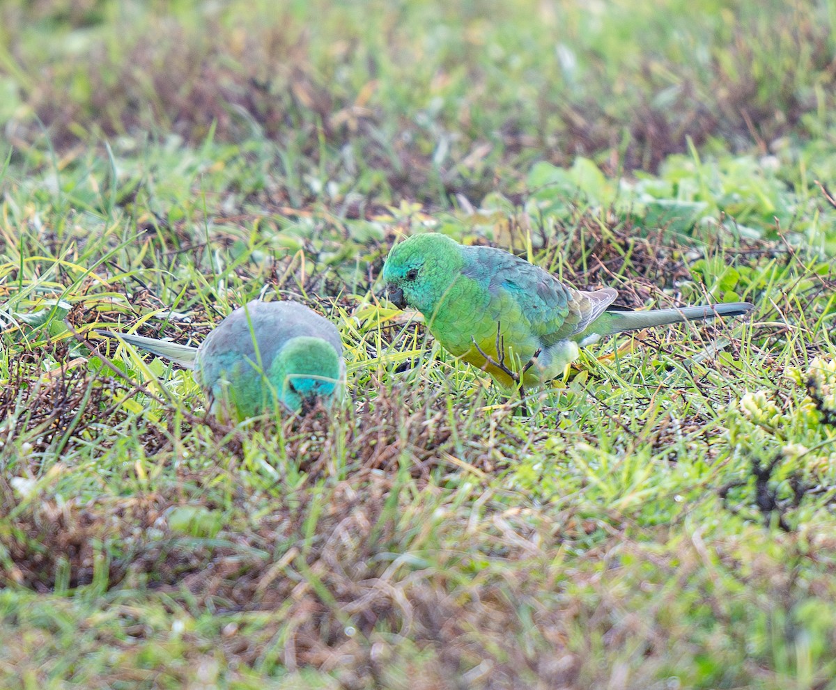 Red-rumped Parrot - ML621058907