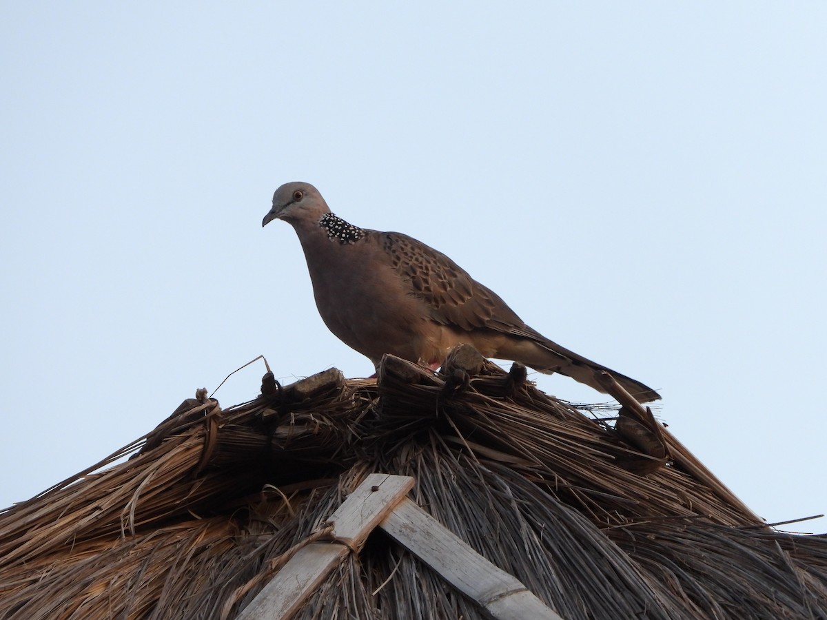 Spotted Dove - ML621058941