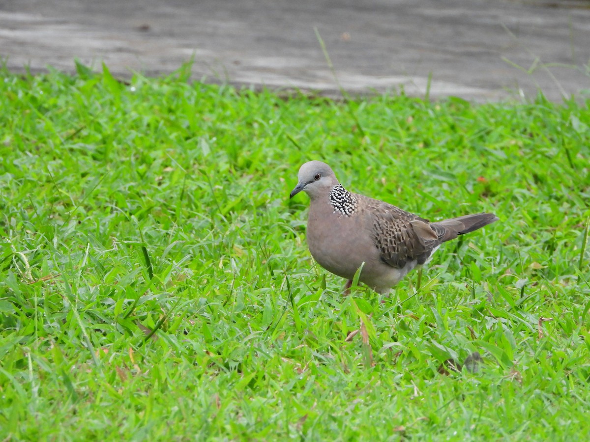Spotted Dove - ML621058942