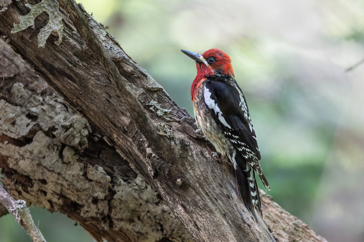 Red-breasted Sapsucker - ML621058979