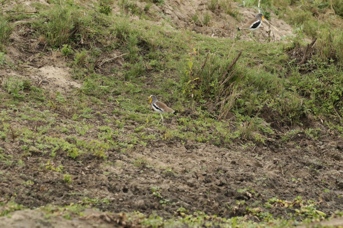 White-crowned Lapwing - ML621058987