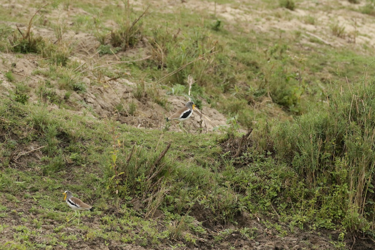 White-crowned Lapwing - ML621058988