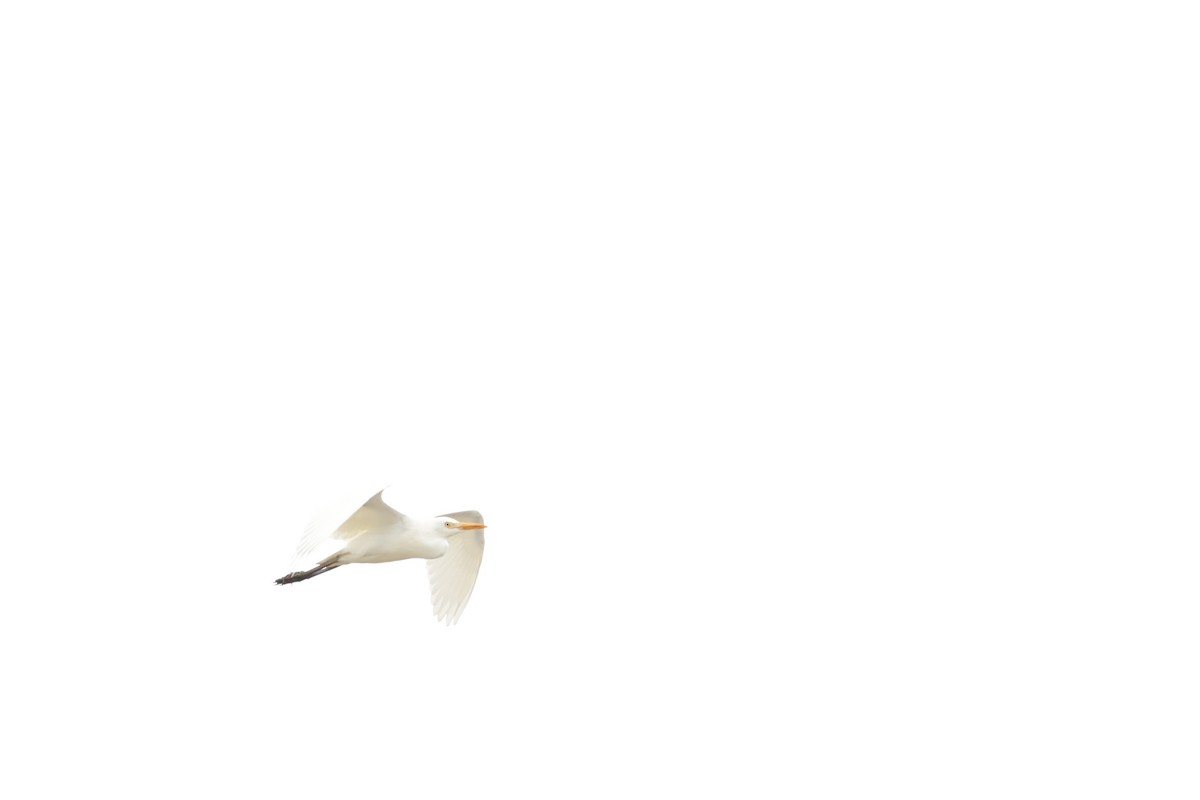 Чапля єгипетська (підвид ibis) - ML621058992