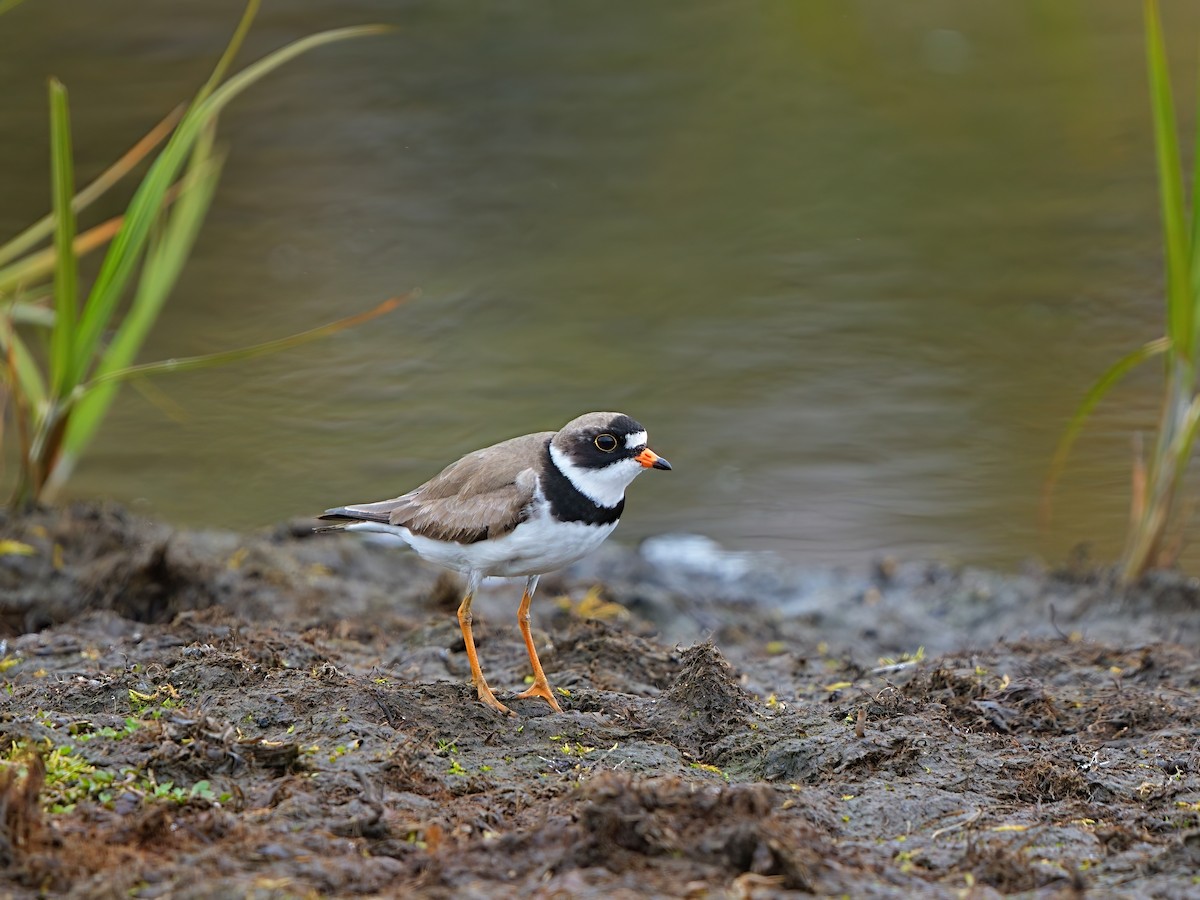 Semipalmated Plover - ML621059001