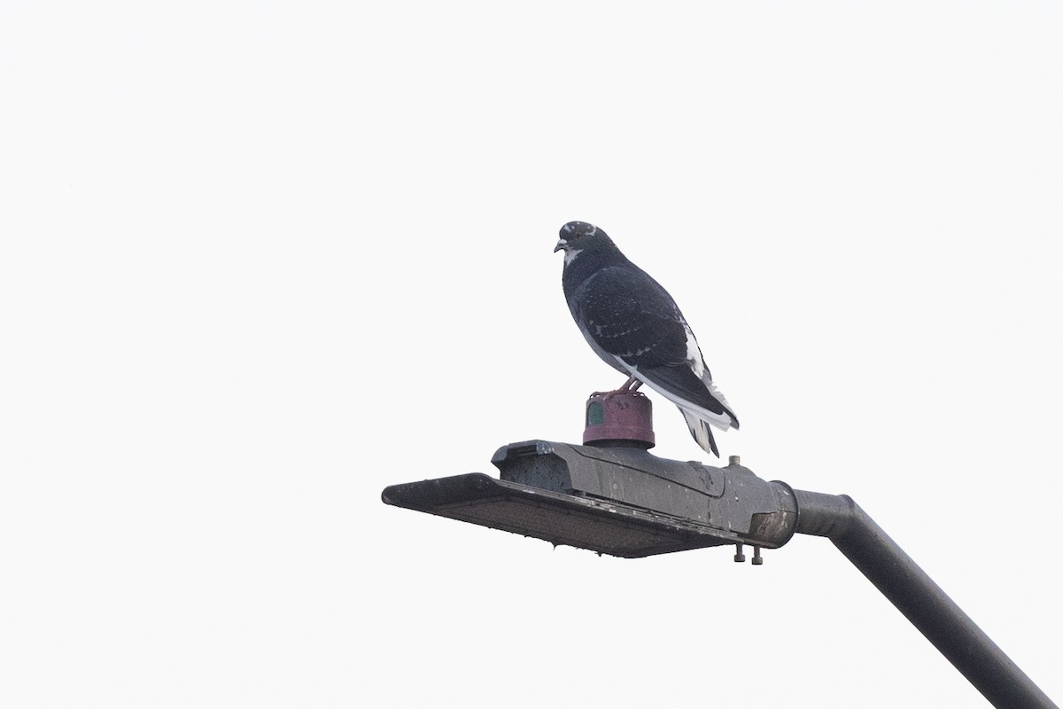 Rock Pigeon (Feral Pigeon) - ML621059003