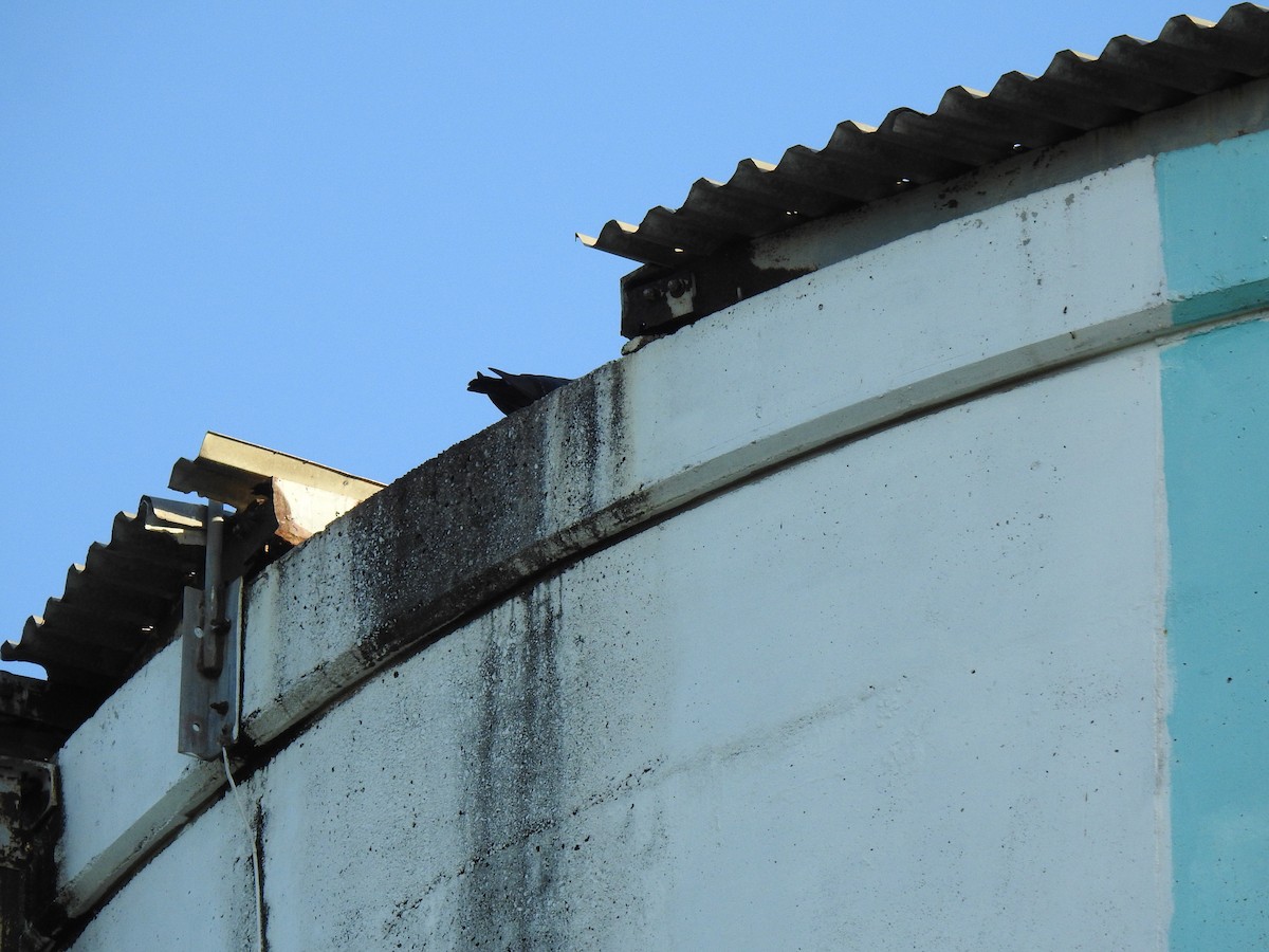 holub skalní (domácí) - ML621059010
