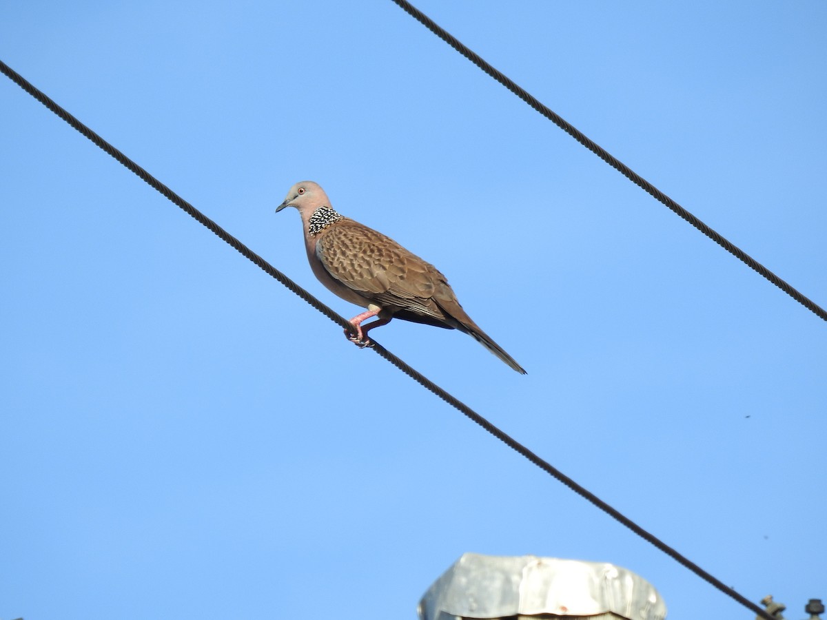 Spotted Dove - ML621059016