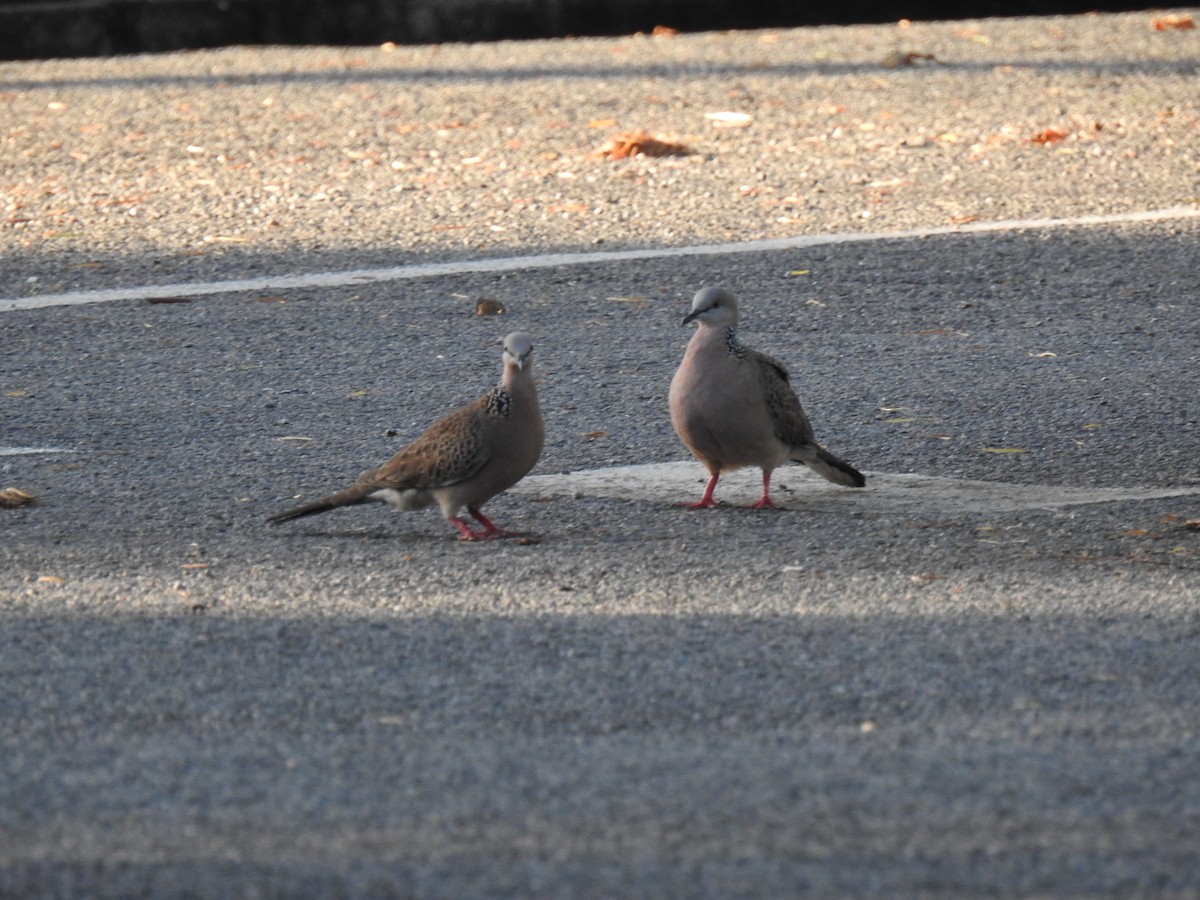 Spotted Dove - ML621059021
