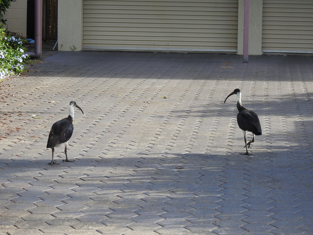 ibis slámokrký - ML621059029