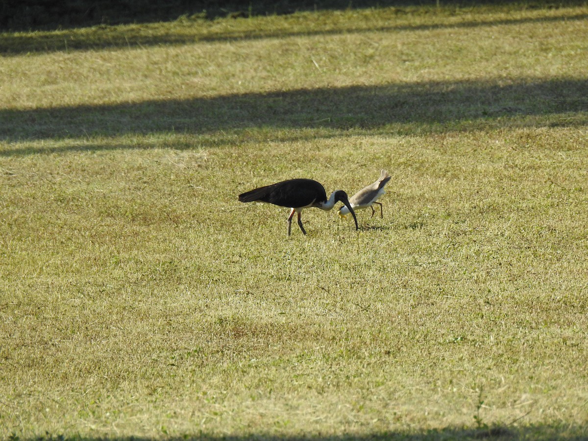 ibis slámokrký - ML621059034