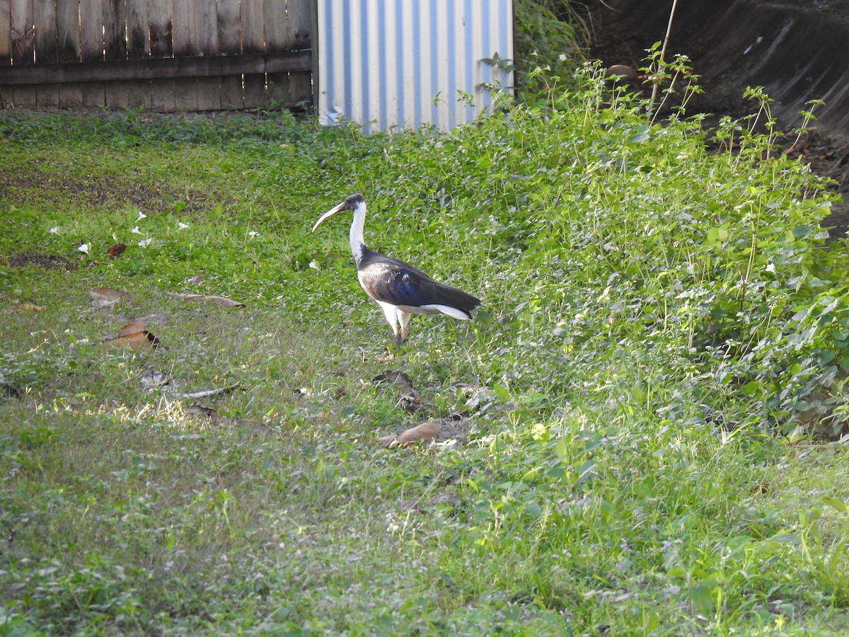 ibis slámokrký - ML621059036