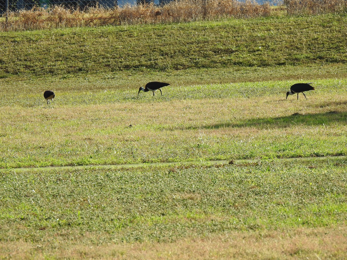 ibis slámokrký - ML621059037