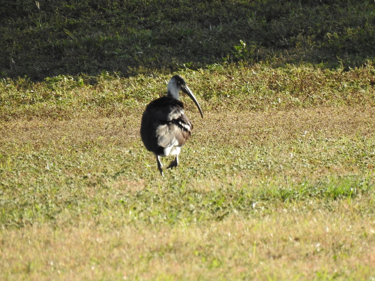 ibis slámokrký - ML621059038
