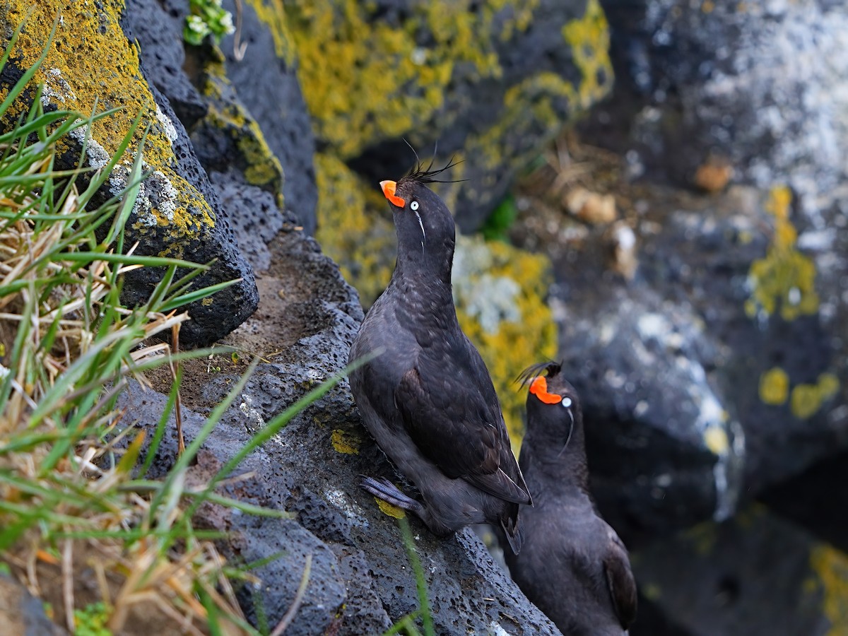 Crested Auklet - ML621059042