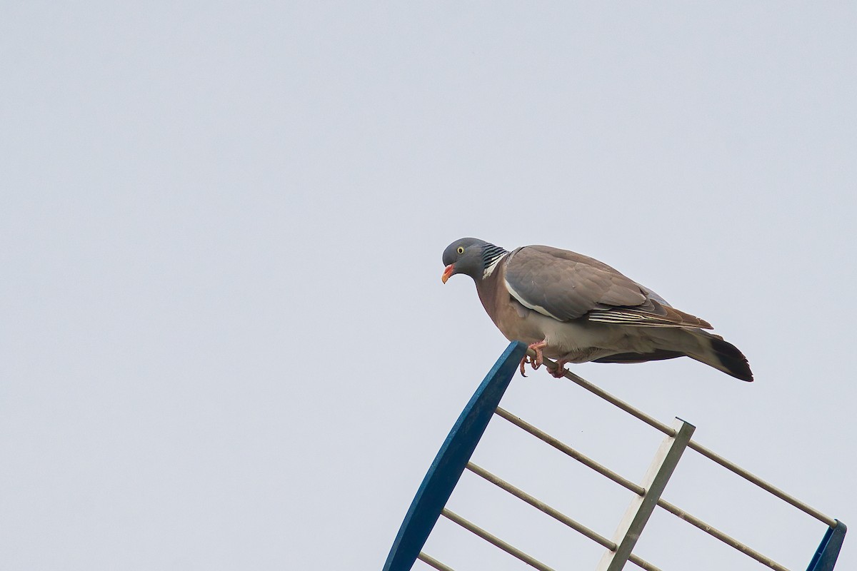 Common Wood-Pigeon - ML621059052