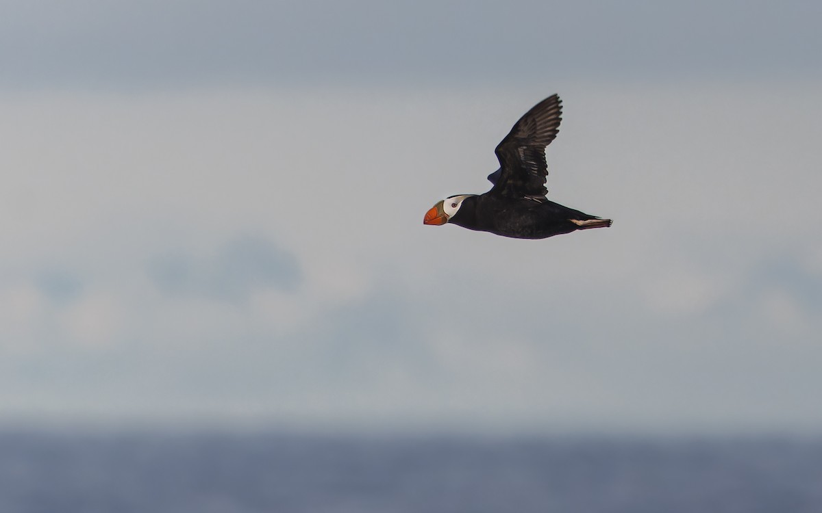 Tufted Puffin - ML621059054