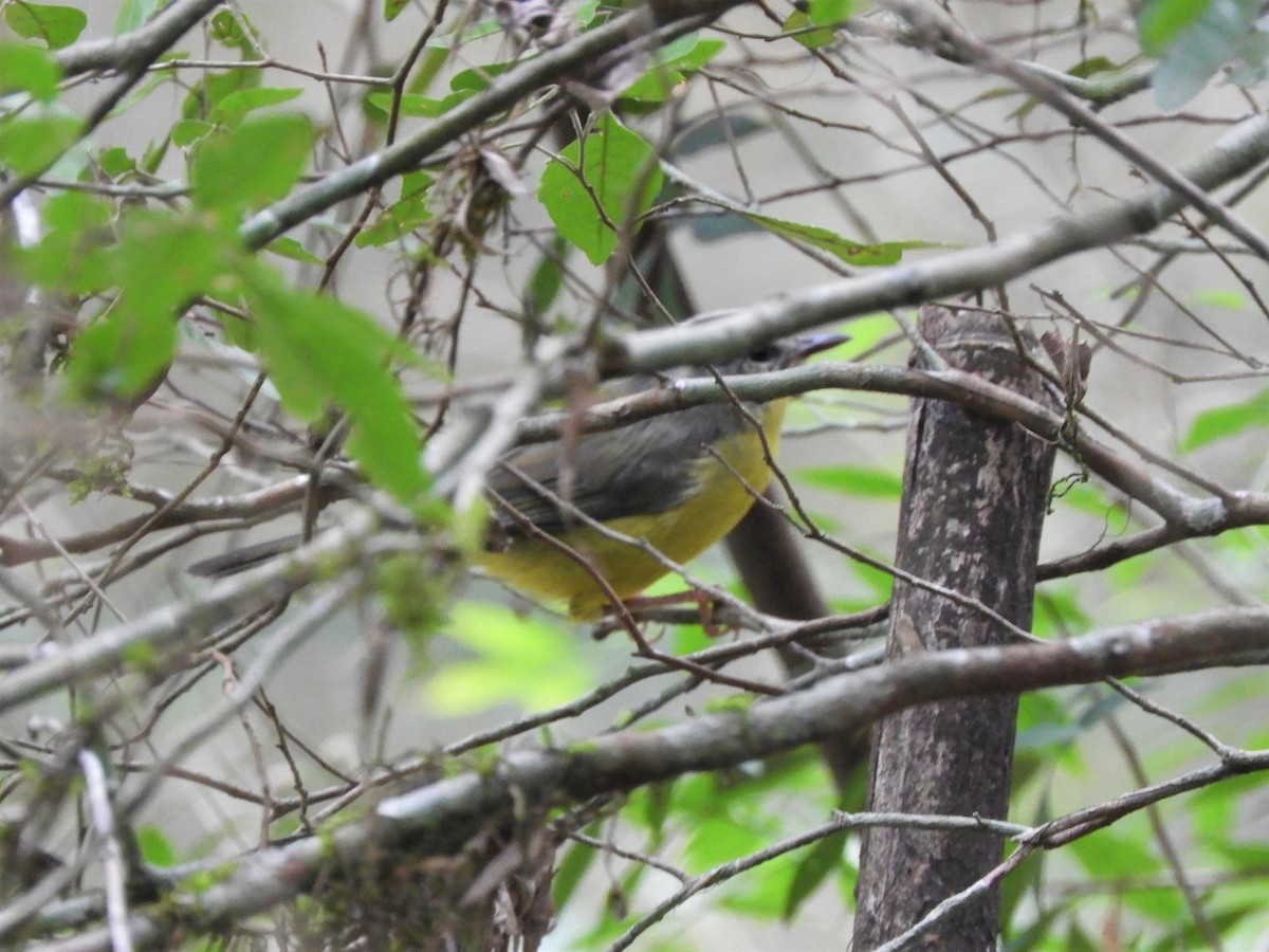 Golden-crowned Warbler - ML621059059