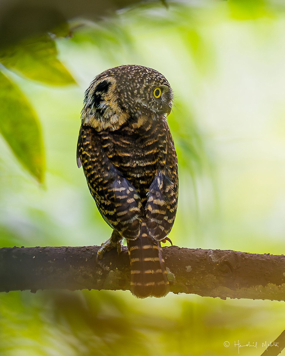 Collared Owlet - Harshil Mehta
