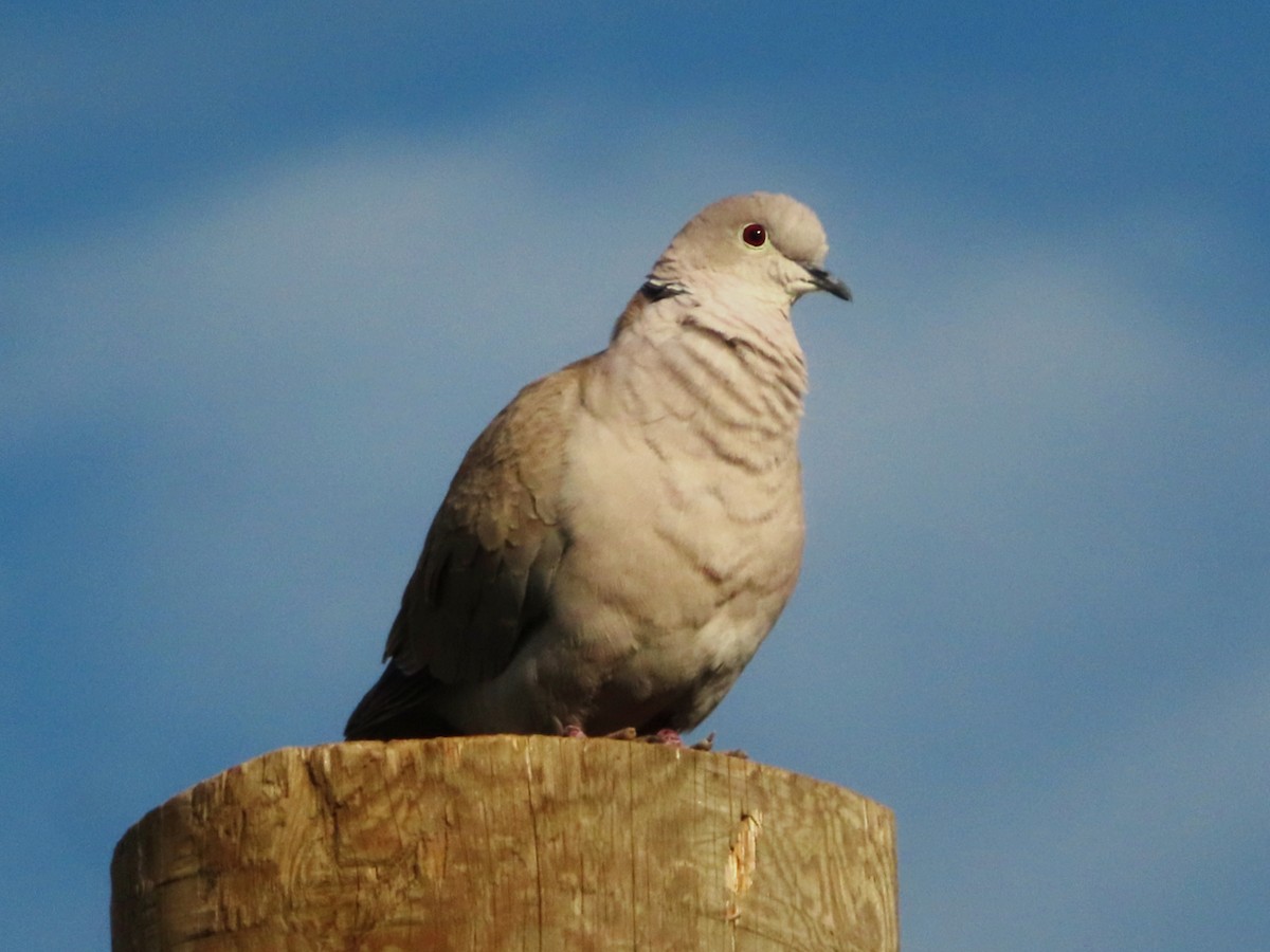 Eurasian Collared-Dove - ML621059073