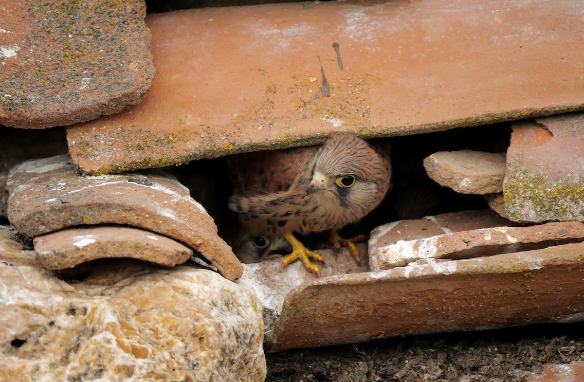 Lesser Kestrel - ML621059095