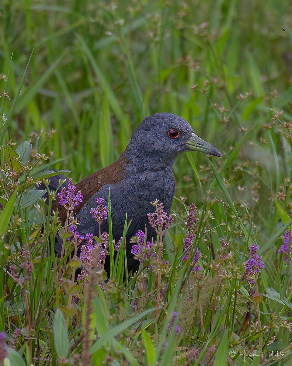 Black-tailed Crake - ML621059096