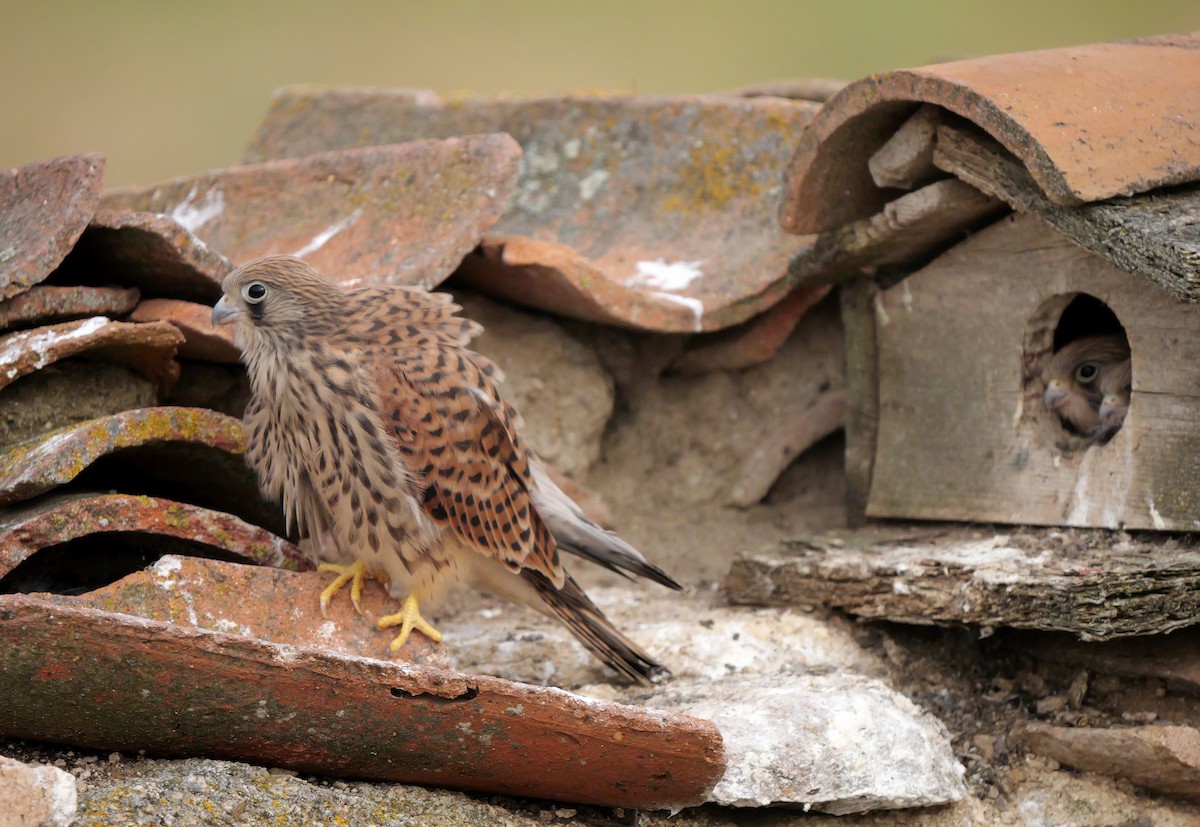 Lesser Kestrel - ML621059099