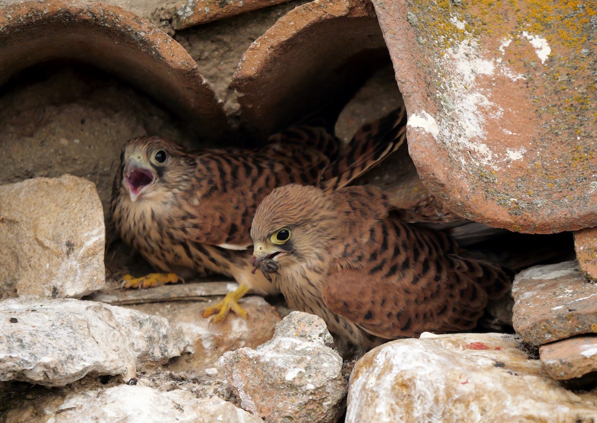 Lesser Kestrel - ML621059101