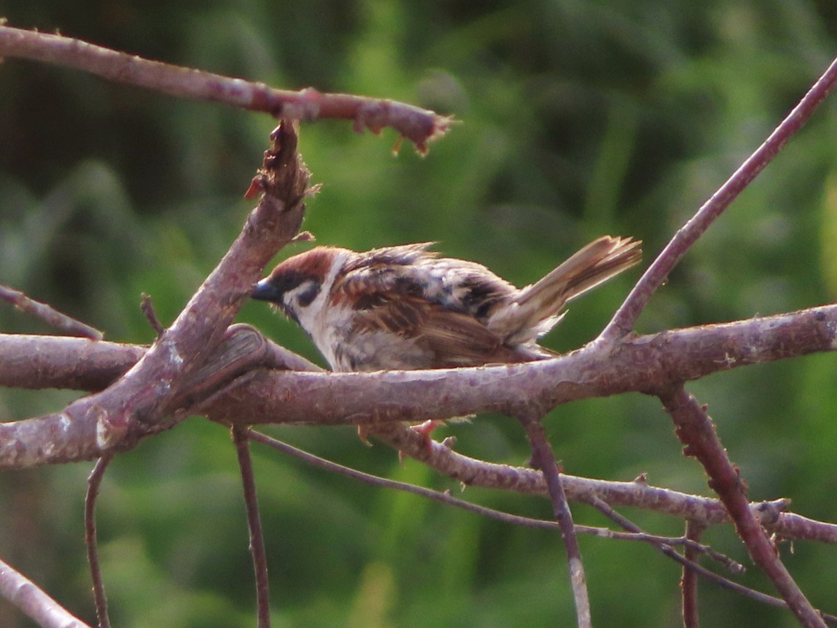 Eurasian Tree Sparrow - ML621059119