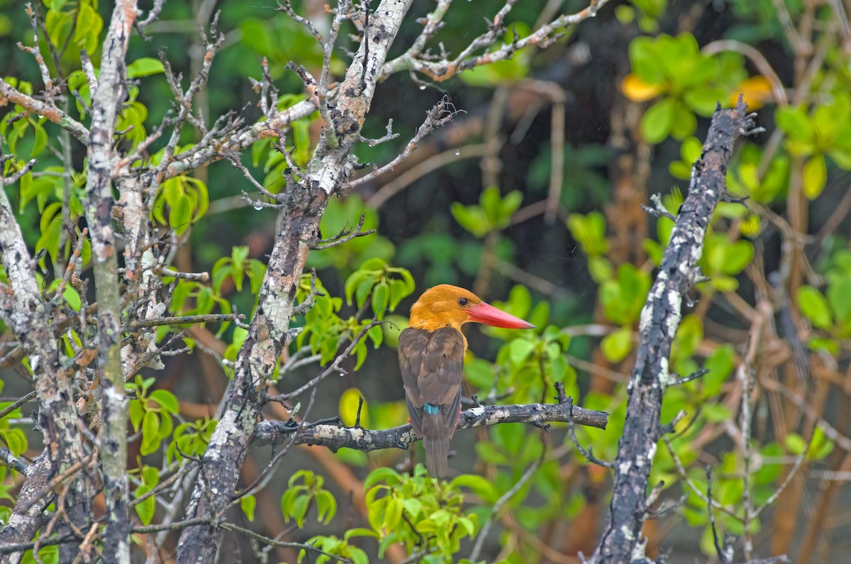 Brown-winged Kingfisher - ML621059122