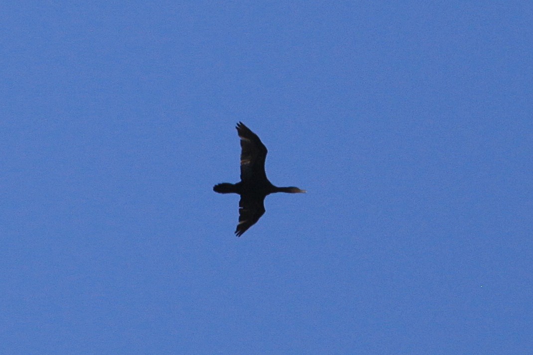 Great Cormorant (Australasian) - ML621059140
