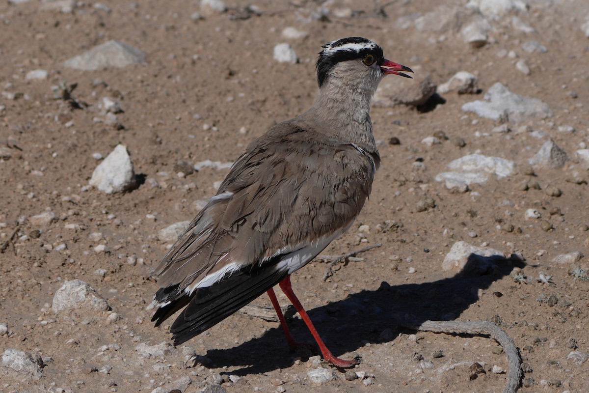 Crowned Lapwing - ML621059154