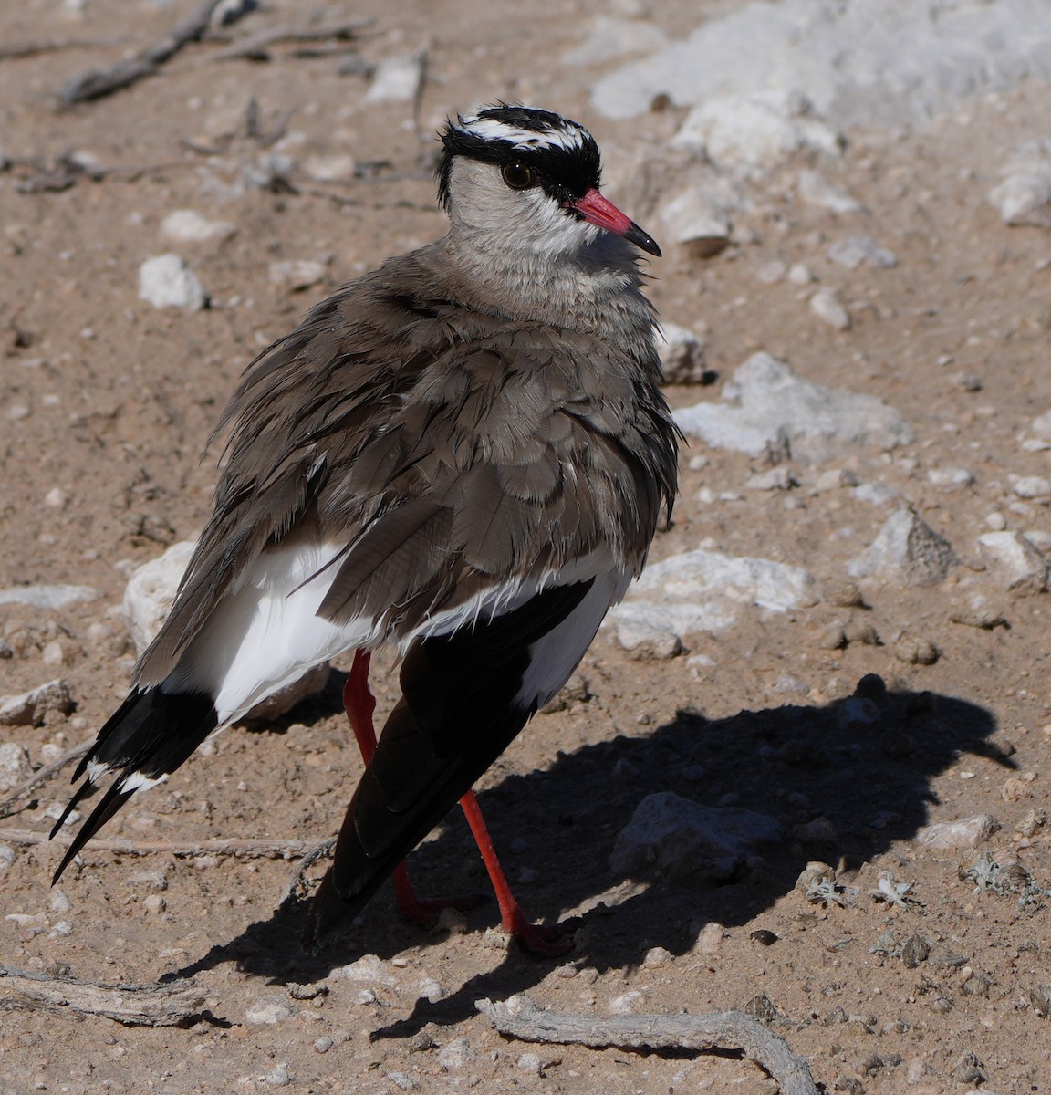 Crowned Lapwing - ML621059157
