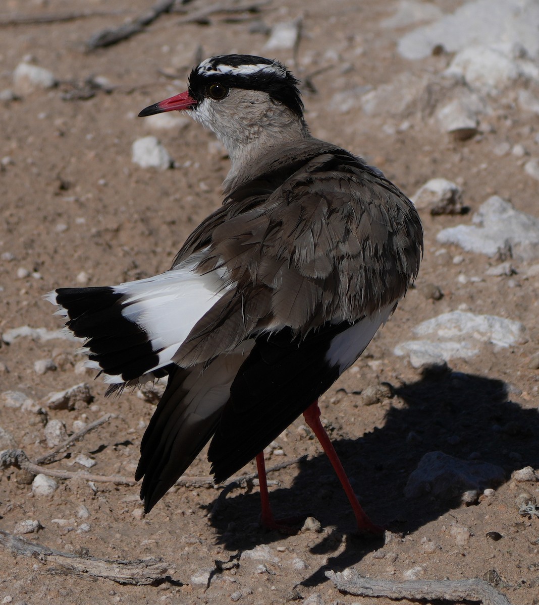 Crowned Lapwing - ML621059158