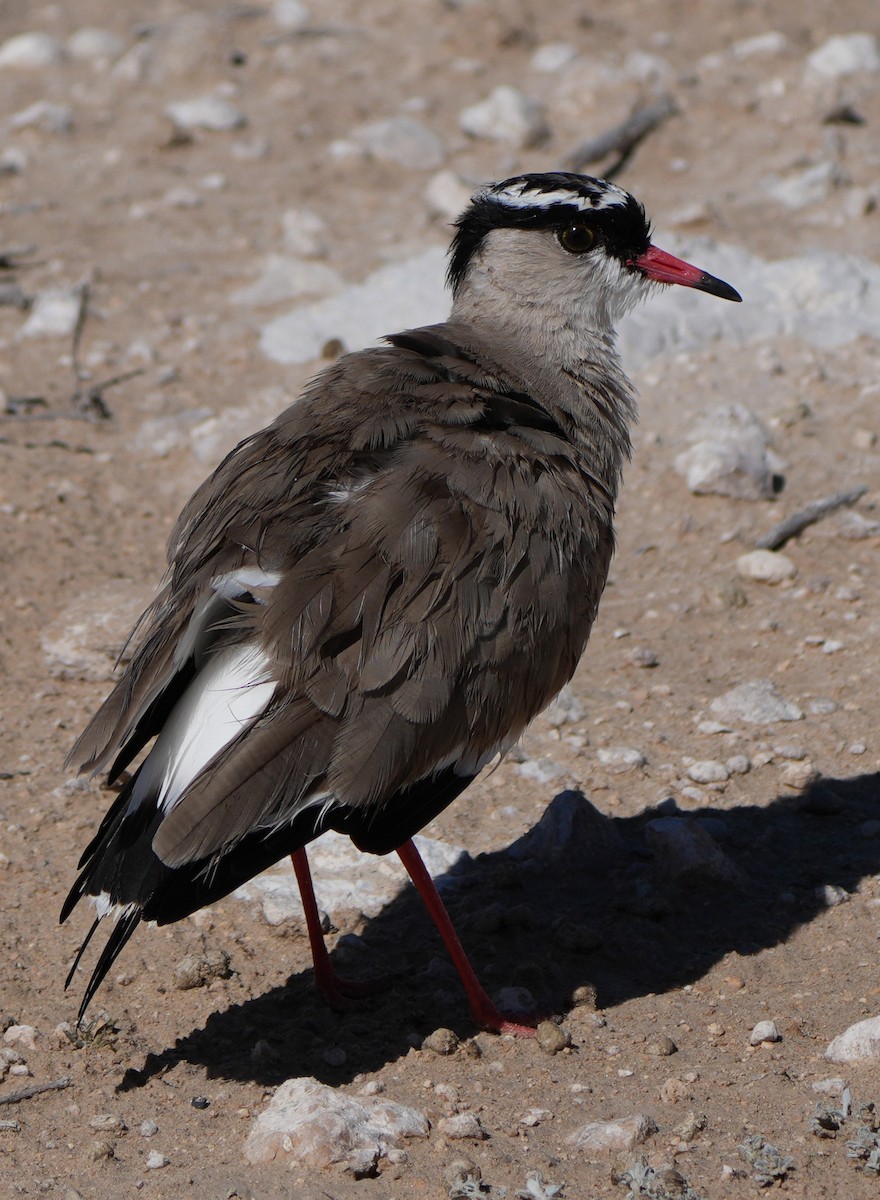 Crowned Lapwing - ML621059160