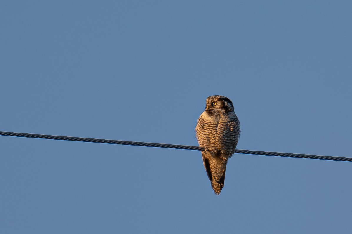 Northern Hawk Owl - ML621059173