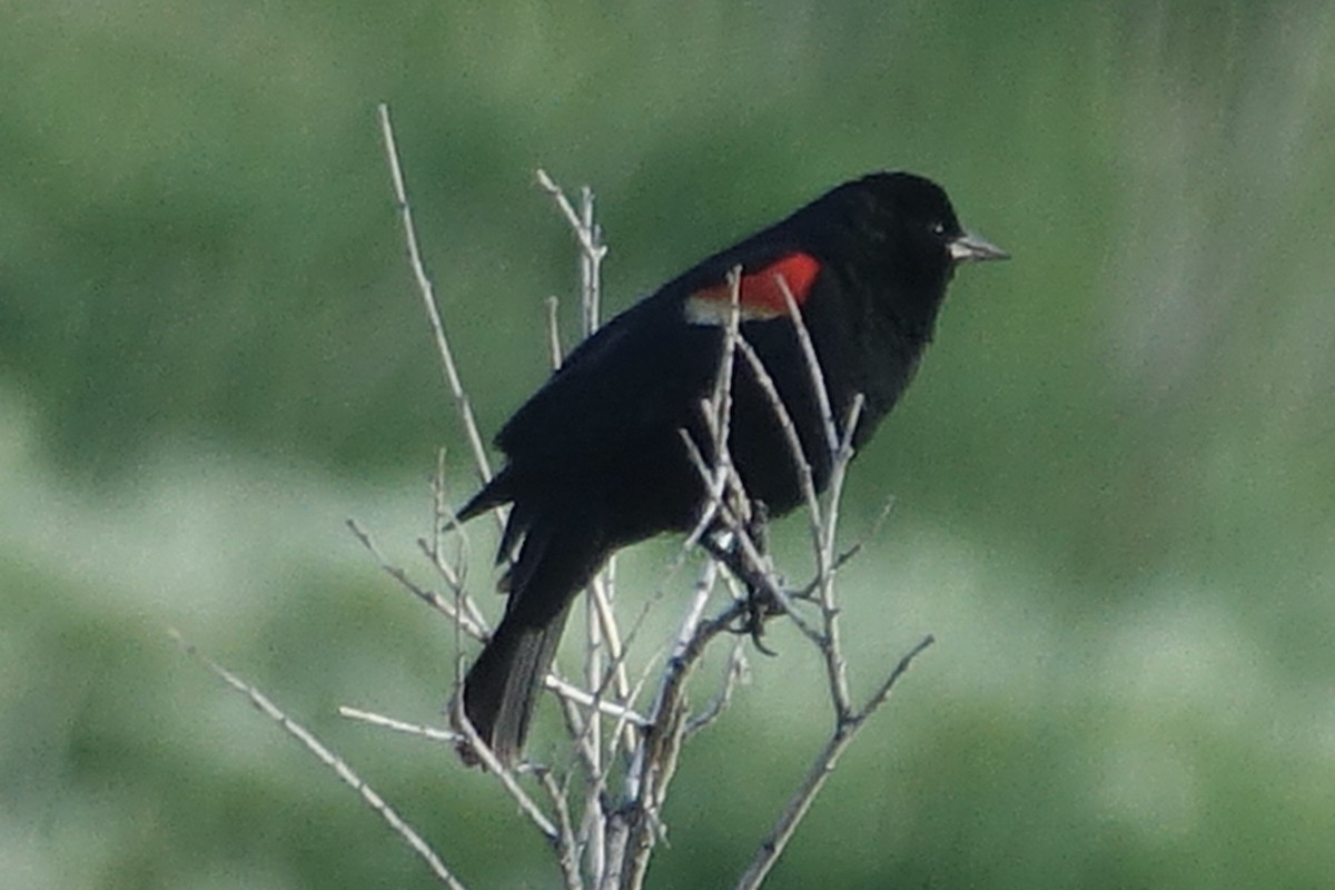 Red-winged Blackbird - ML621059194