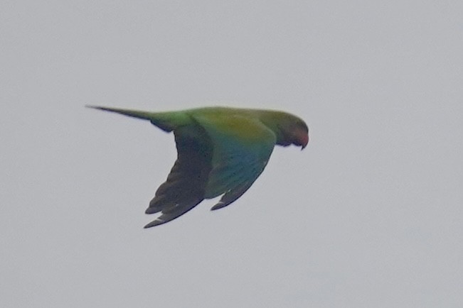 Long-tailed Parakeet - ML621059204