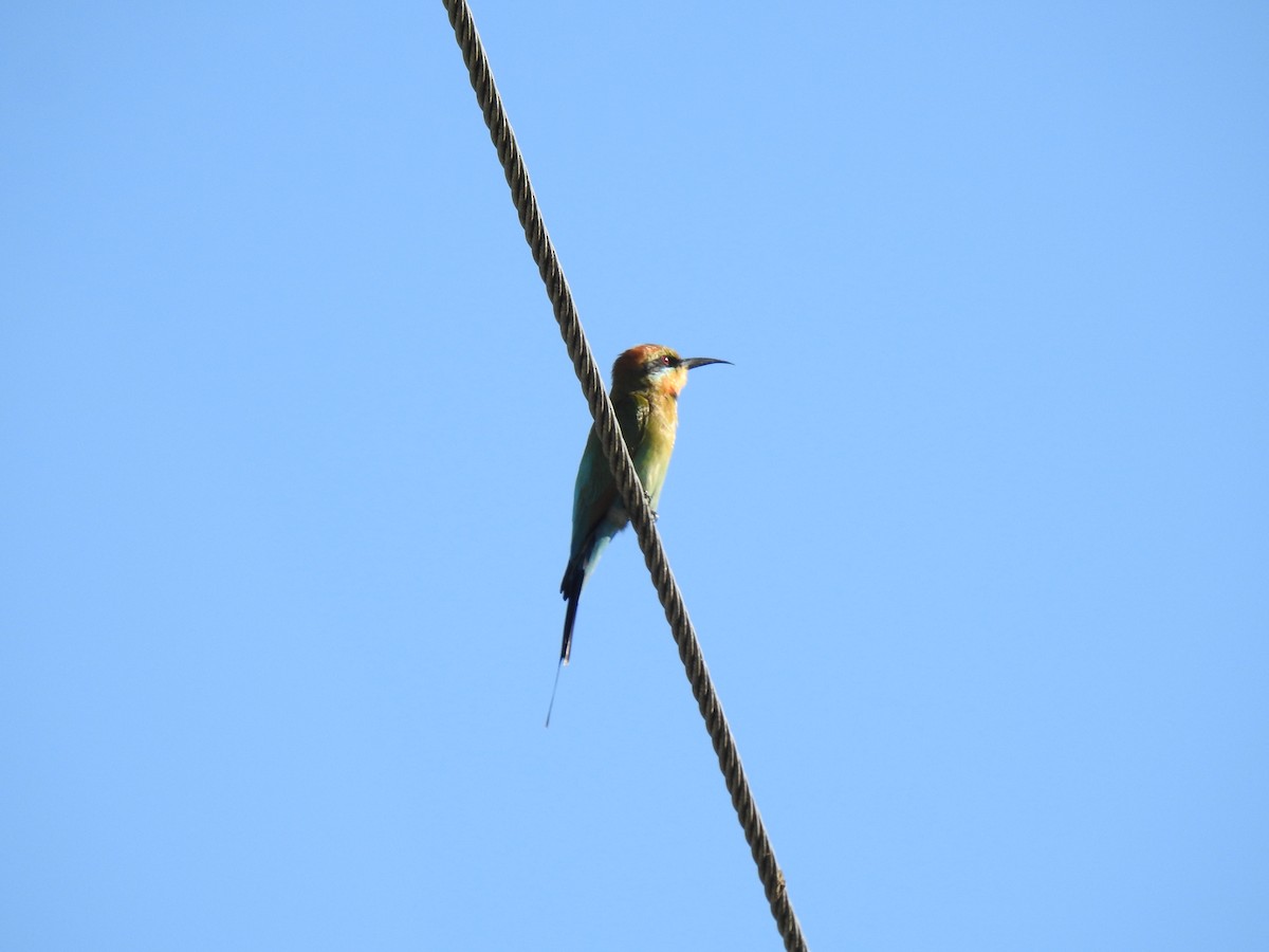 Rainbow Bee-eater - ML621059206